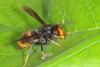 Vespa velutina